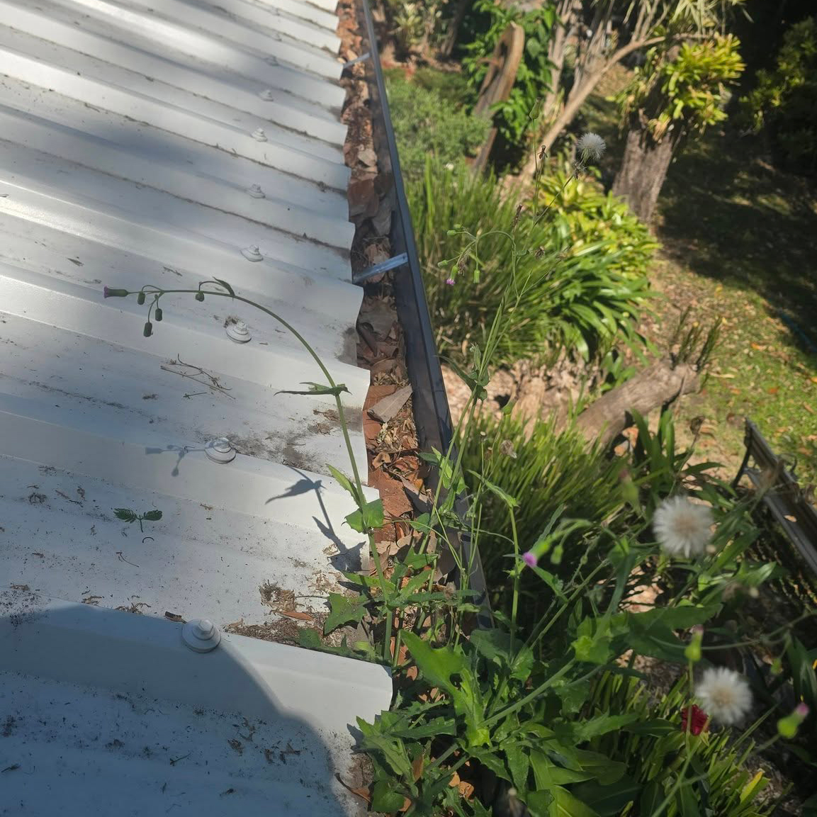 Before: gutter full of leaves with weeds growing beside a white metal roof